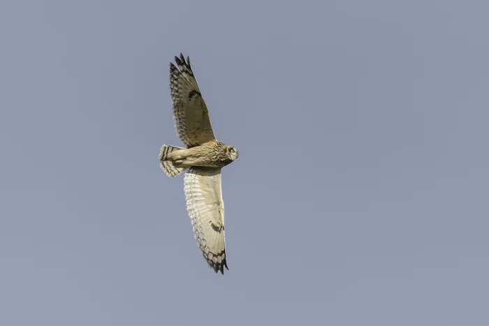 Framed Print : Short-eared owl (Asio flammeus) Framed Print : Short-eared owl (Asio flammeus)