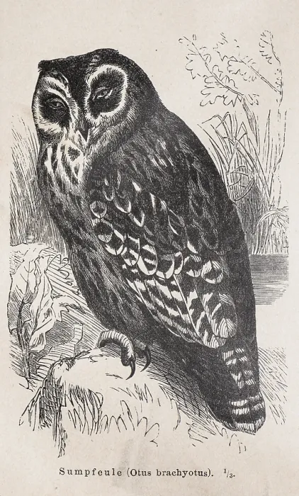 Framed Print : Short-eared owl (Asio flammeus) Framed Print : Short-eared owl (Asio flammeus)