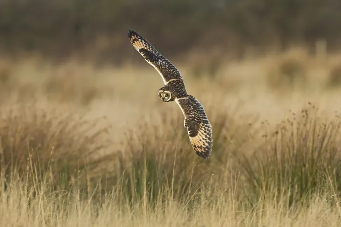 Framed Print : Short-eared owl (Asio flammeus) adult