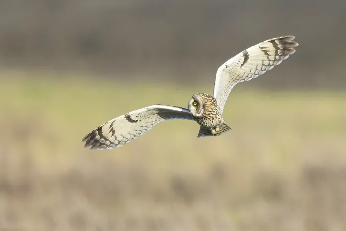 Framed Print : Short-eared Owl (Asio flammeus) flying Framed Print : Short-eared Owl (Asio flammeus) flying