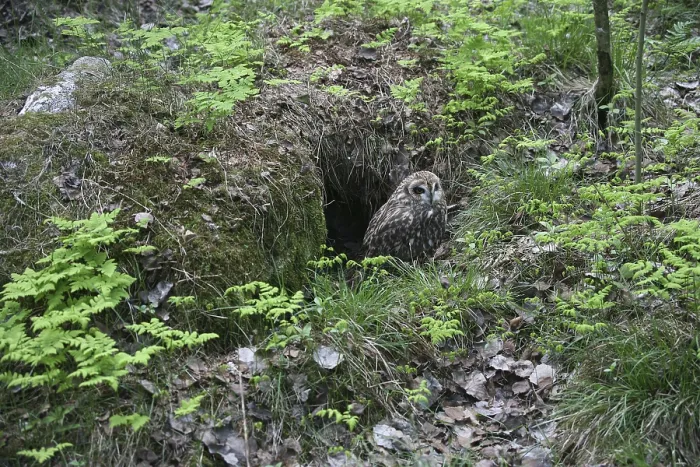 Framed Print : Short-eared Owl (Asio flammeus) in front of its nesting cave Framed Print : Short-eared Owl (Asio flammeus) in front of its nesting cave