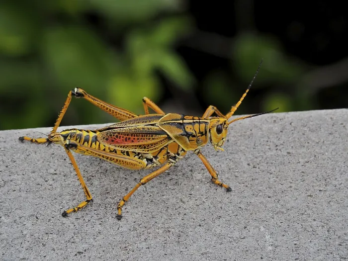 Framed Print : Short-fingered grasshopper (Romalea microptera)