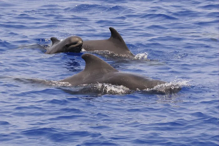 Framed Print : Short-finned Pilot Whale (Globicephala macrorhynchus) adult male