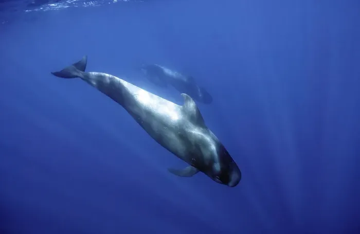 Framed Print : Short-finned pilot whale (Globicephala macrorhynchus) dives into the depths
