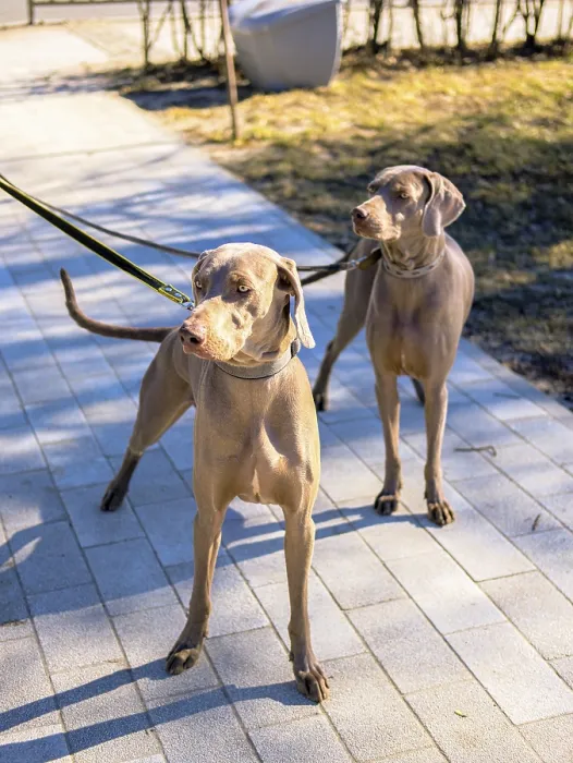 Framed Print : Two short-haired sport dogs - Hungarian Vizsla