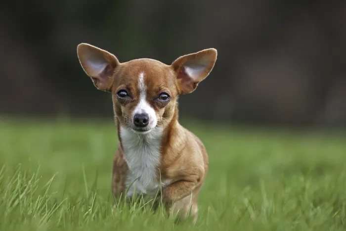 Framed Print : Short-haired tan Chihuahua in garden