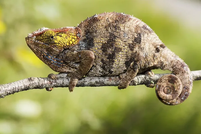 Framed Print : Short-horn chameleon (Calumma crypticum) Framed Print : Short-horn chameleon (Calumma crypticum)