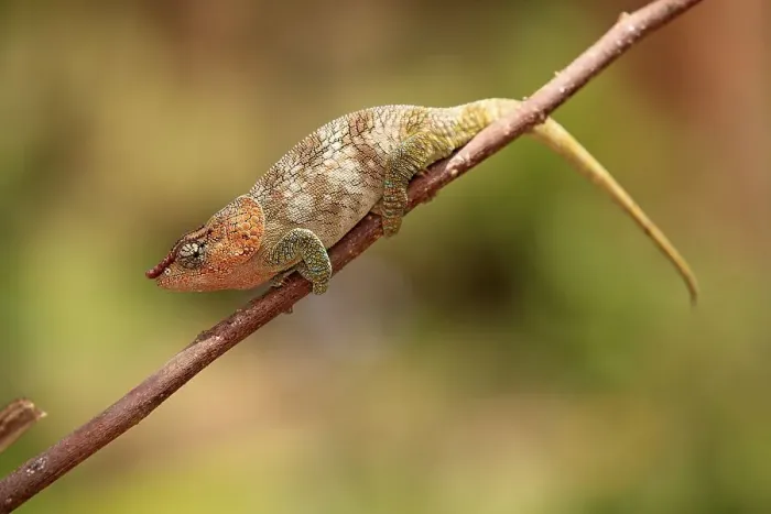 Framed Print : Short-horned Chameleon (Calumma brevicorne) Framed Print : Short-horned Chameleon (Calumma brevicorne)