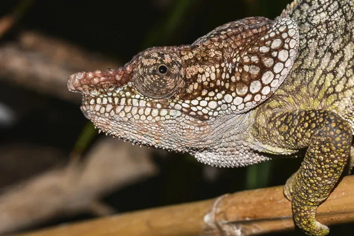 Framed Print : Short-horned chameleon (Calumma brevicorne) Framed Print : Short-horned chameleon (Calumma brevicorne)