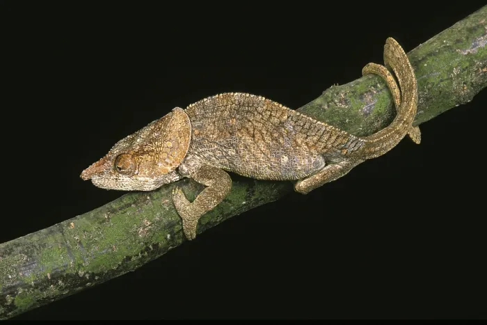 Framed Print : Short horned chameleon (calumma brevicornis)