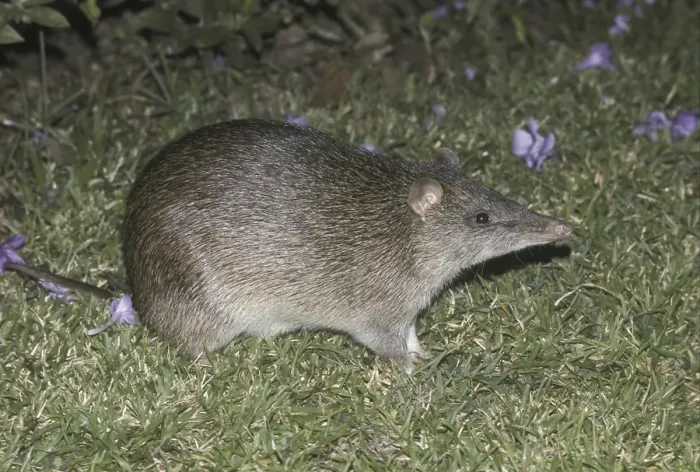 Framed Print : Short-nosed Bandicoot (Isoodon obesulus) Framed Print : Short-nosed Bandicoot (Isoodon obesulus)