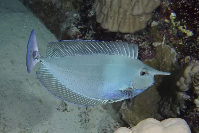 Framed Print : Short-nosed unicornfish (Naso brevirostris)