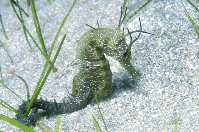Framed Print : Short-snouted Seahorse (Hippocampus hippocampus)