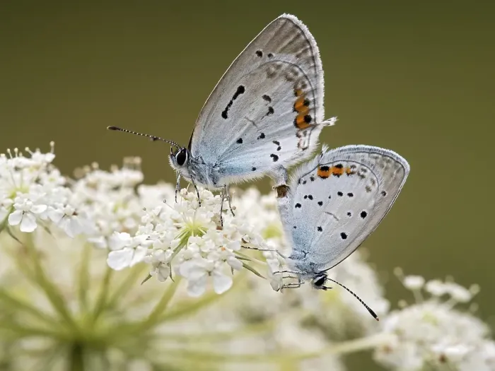 Framed Print : Two short-tailed blue Cupids (Cupido argiades) during mating
