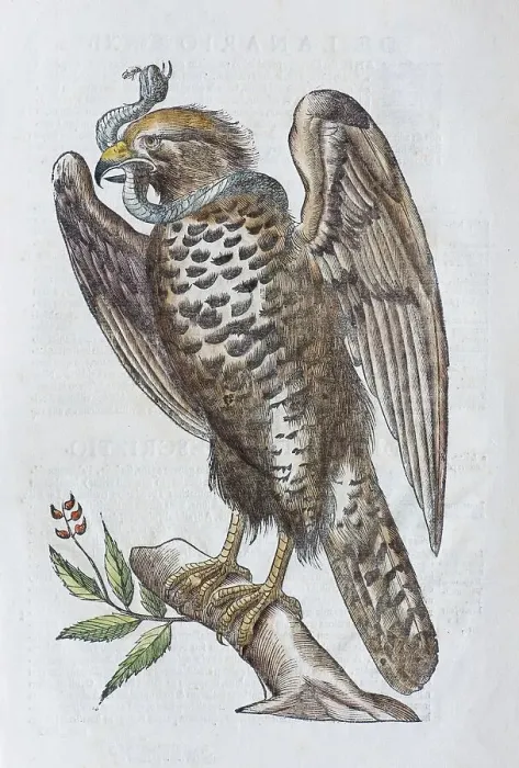 Framed Print : Short-toed Snake Eagle (Circaetus gallicus)