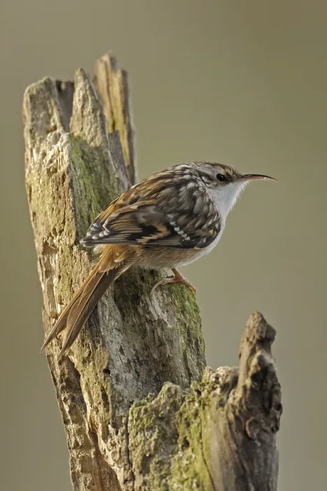 Framed Print : Short-toed Treecreeper (Certhia brachydactyla)