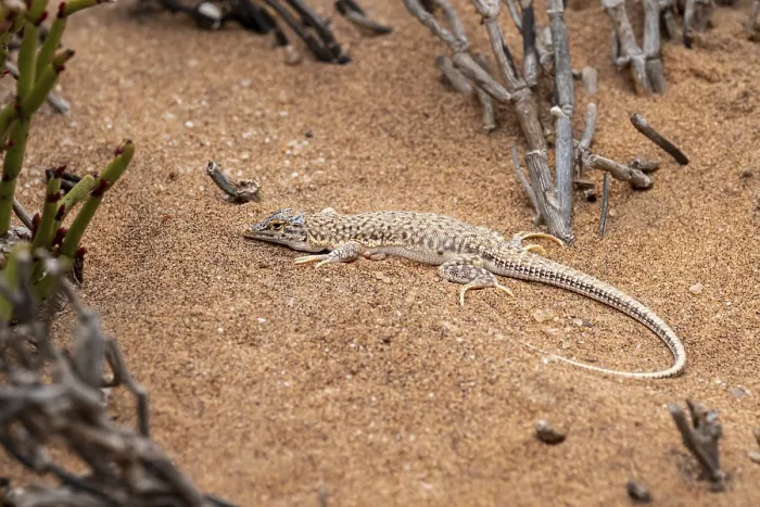 Framed Print : Shovel-nosed lizard (Meroles anchietae) in the sand