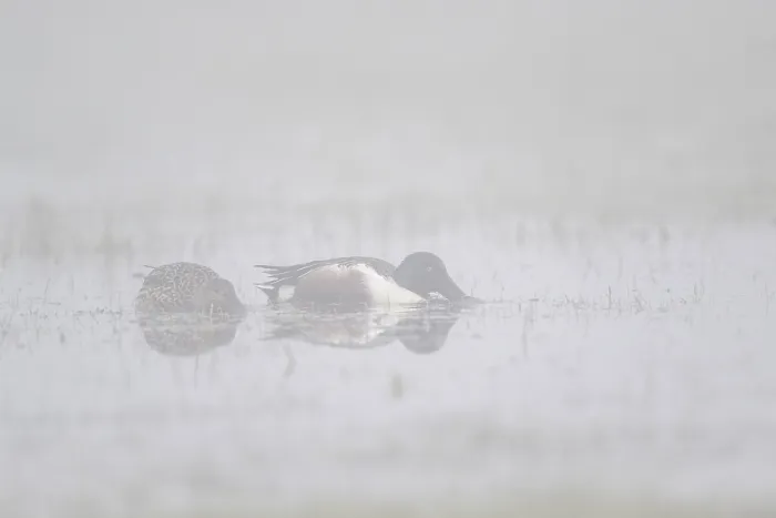 Framed Print : Shoveler (Spatula clypeata), Lower Saxony Framed Print : Shoveler (Spatula clypeata), Lower Saxony