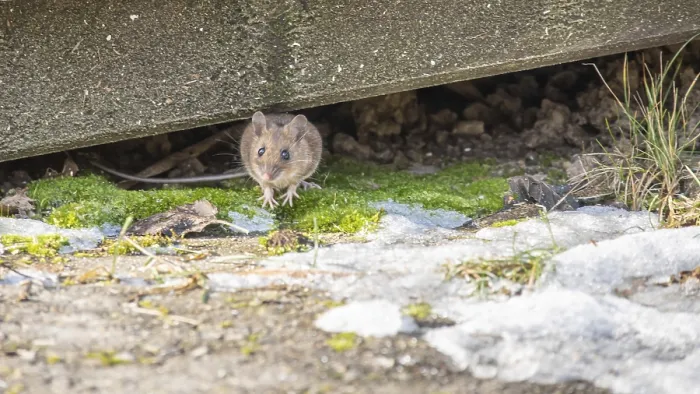 Framed Print : Shrew in nature