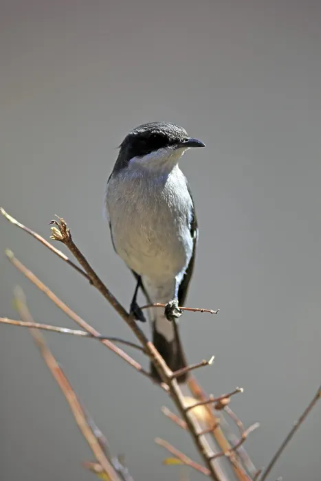 Framed Print : Shrike Flycatcher (Melanornis silens)