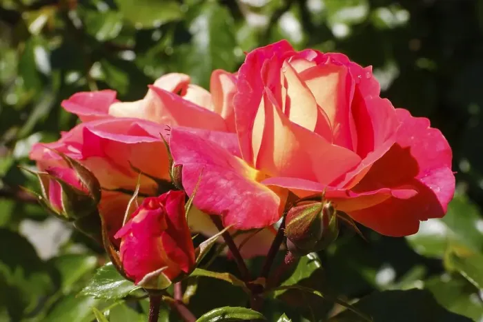 Framed Print : Shrub rose (Rosa), Gebrueder Grimm Framed Print : Shrub rose (Rosa), Gebrueder Grimm