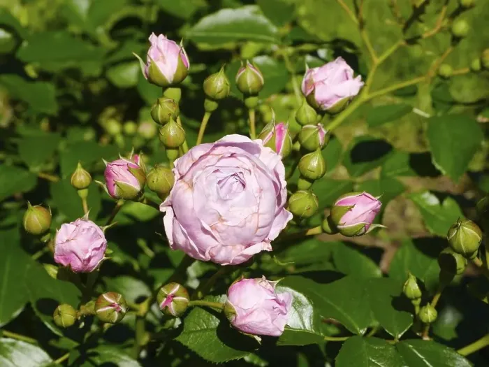 Framed Print : Shrub rose (Rosa), Nautica, Mainau Island