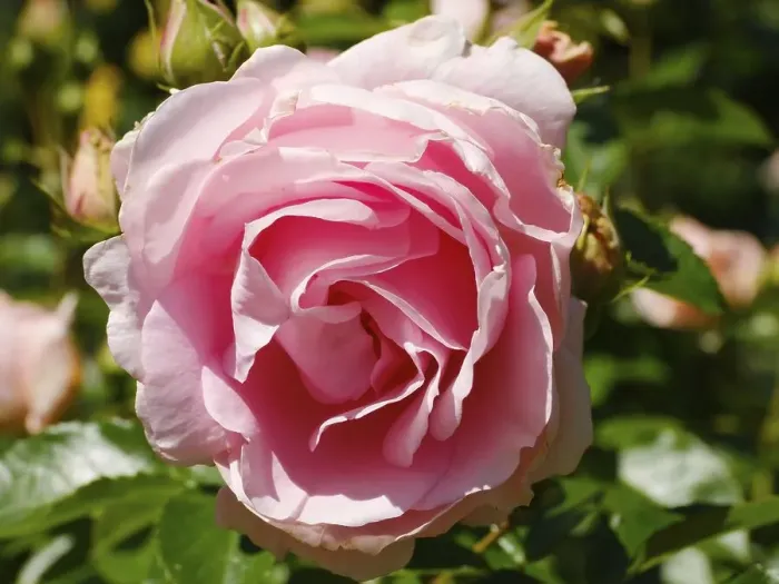 Framed Print : Shrub rose (Rosa), Poetry, Mainau Island