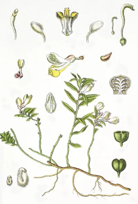 Framed Print : Shrubby milkwort (Polygala chamaebuxus)