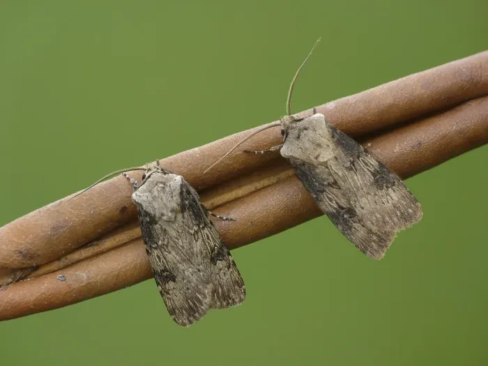 Framed Print : Shuttle-shaped Dart (Agrotis puta) Framed Print : Shuttle-shaped Dart (Agrotis puta)