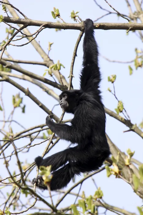 Framed Print : Siamang Framed Print : Siamang