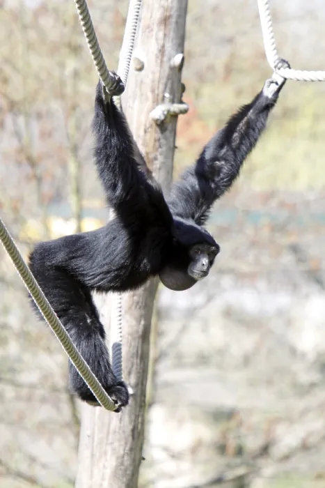 Framed Print : Siamang