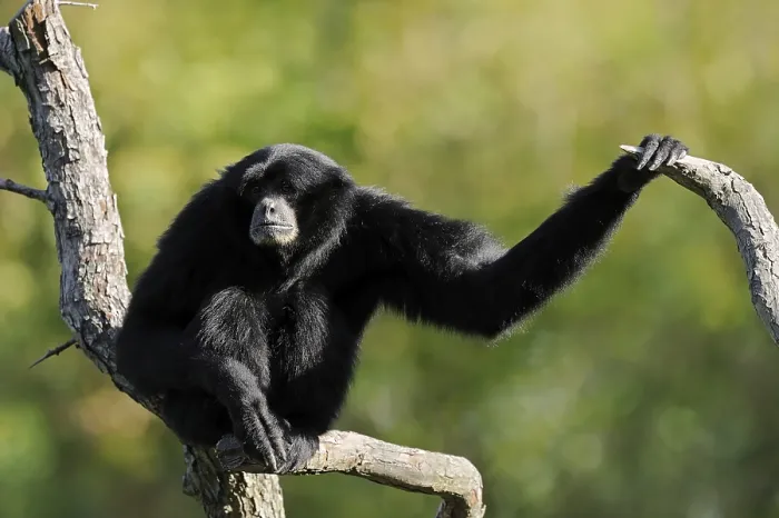 Framed Print : Siamang (Symphalangus syndactylus)