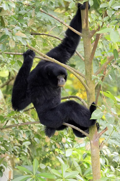 Framed Print : Siamang (Symphalangus syndactylus)