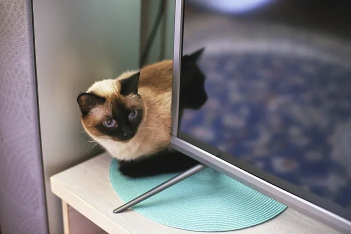 Framed Print : Siamese cat curled up on turquoise mat beside modern flat screen tv in cozy home setting
