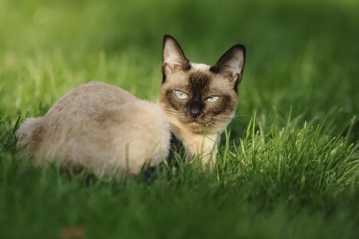 Framed Print : Siamese cat lying relaxed on a sunny green meadow Framed Print : Siamese cat lying relaxed on a sunny green meadow