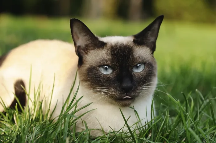 Framed Print : Siamese cat (Siam Seal Point cat) lying relaxed in the green grass