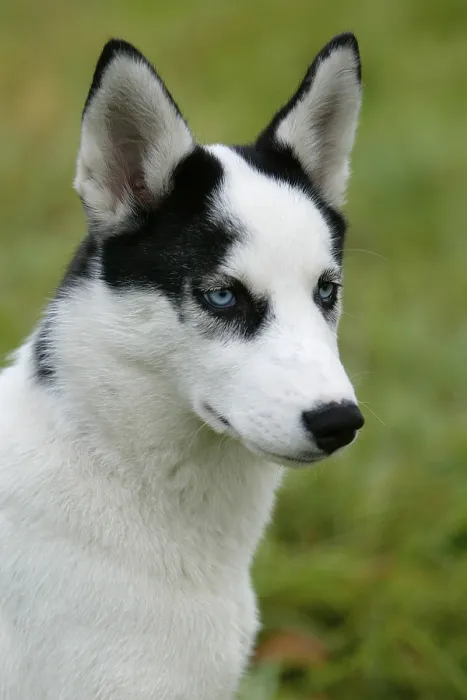 Framed Print : SIBERIA HUSKY / 4 MONTHS OLD Framed Print : SIBERIA HUSKY / 4 MONTHS OLD
