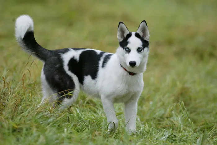 Framed Print : SIBERIA HUSKY / 4 MONTHS OLD