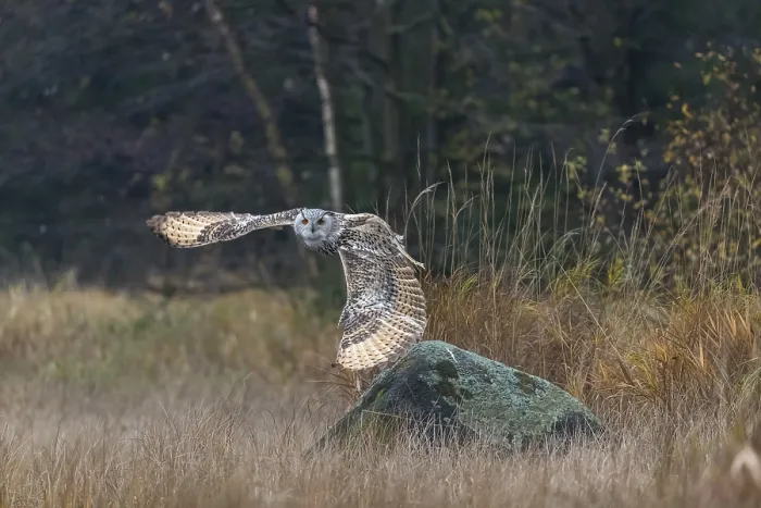 Framed Print : One Siberian Eagle Owl (Bubo bubo sibiricus) flying over tall reed grass lakeshore on an autumnal misty cold morning