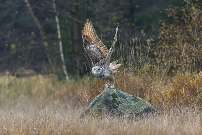 Framed Print : One Siberian Eagle Owl (Bubo bubo sibiricus)