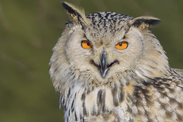 Framed Print : Siberian Eagle Owl (Bubo bubo sibiricus)