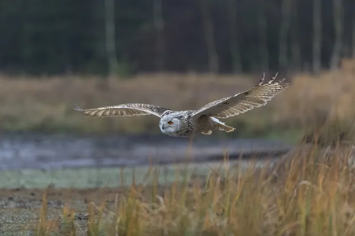 Framed Print : One Siberian Eagle Owl (Bubo bubo sibiricus) flying over tall reed grass lakeshore on an autumnal misty cold morning