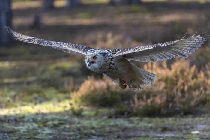 Framed Print : One Siberian Eagle Owl (Bubo bubo sibiricus) flying thru a forest