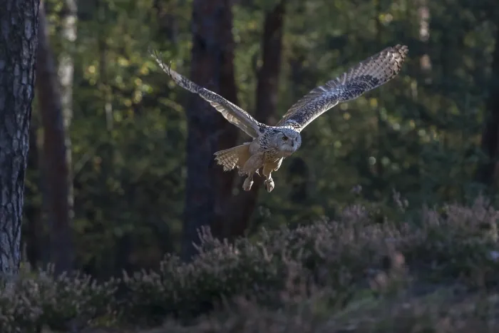 Framed Print : One Siberian Eagle Owl (Bubo bubo sibiricus) flying thru a forest Framed Print : One Siberian Eagle Owl (Bubo bubo sibiricus) flying thru a forest