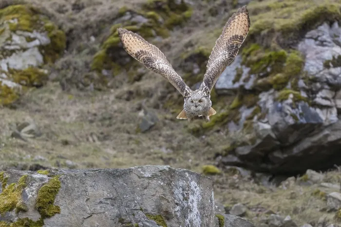 Framed Print : One Siberian Eagle Owl (Bubo bubo sibiricus) flying over mossy rocks with rocks and grass in the background