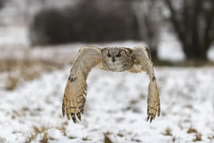 Framed Print : One Siberian Eagle Owl (Bubo bubo sibiricus) flying over a snowy meadow at the edge of a a forest
