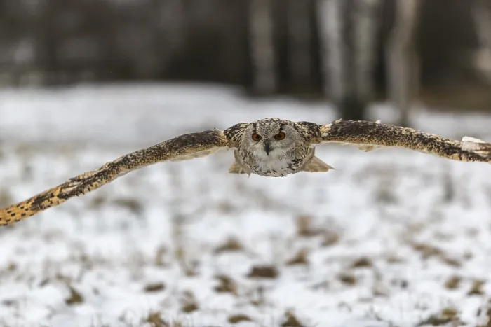 Framed Print : One Siberian Eagle Owl (Bubo bubo sibiricus) flying over a snowy meadow at the edge of a a forest Framed Print : One Siberian Eagle Owl (Bubo bubo sibiricus) flying over a snowy meadow at the edge of a a forest