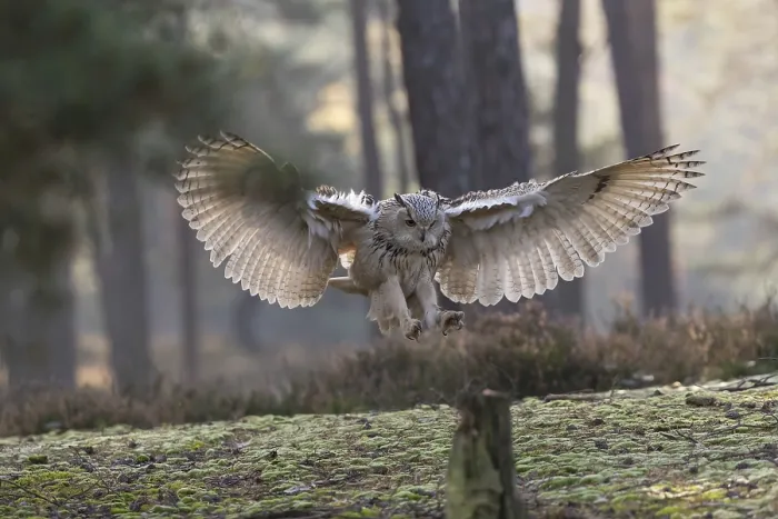 Framed Print : One Siberian Eagle Owl (Bubo bubo sibiricus) landing on a tree stump in a forest Framed Print : One Siberian Eagle Owl (Bubo bubo sibiricus) landing on a tree stump in a forest