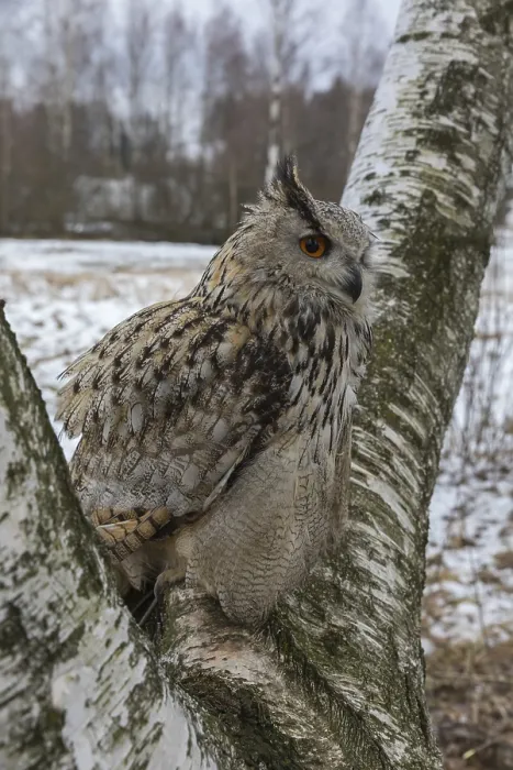 Framed Print : One Siberian Eagle Owl (Bubo bubo sibiricus) sitting on a branch of a birch tree