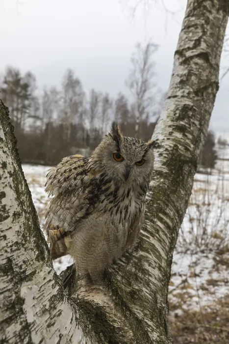 Framed Print : One Siberian Eagle Owl (Bubo bubo sibiricus) sitting on a branch of a birch tree